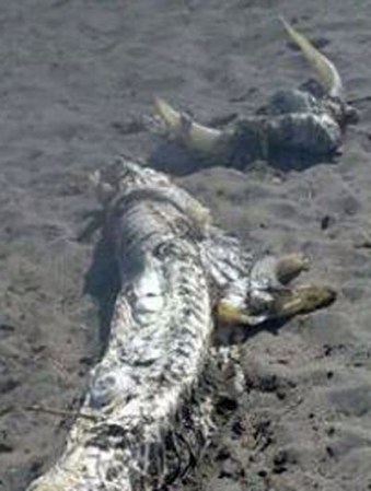 Expertos investigan la procedencia de una gigantesca criatura marina, la cual apareció descompuesta en la orilla de una playa en España.