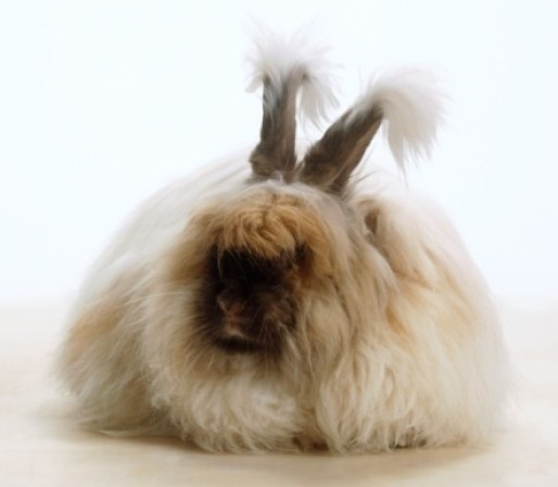 Conejo de Angora, el escaso diámetro y la longitud de los pelos son factores muy atrayentes para la industria textil, ya que las prendas confeccionadas con este tipo de hilados pesan menos que las tejidas con lana y dan mucho más abrigo al no dejar escapar el aire que se encuentra entre el cuerpo y la vestimenta. Es un animal manso.