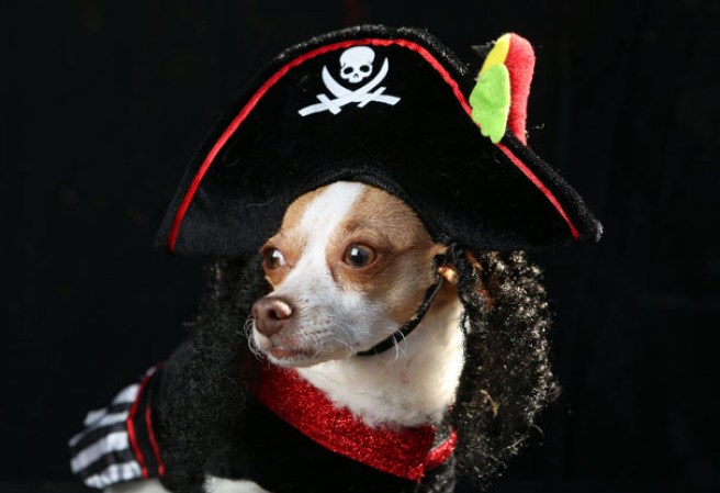Varias mascotas se dieron cita al desfile “Tompkins Square Halloween Dog Parade” de Nueva York , una fiesta de Halloween para perros por todo lo alto.