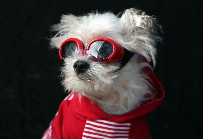 Varias mascotas se dieron cita al desfile “Tompkins Square Halloween Dog Parade” de Nueva York , una fiesta de Halloween para perros por todo lo alto.