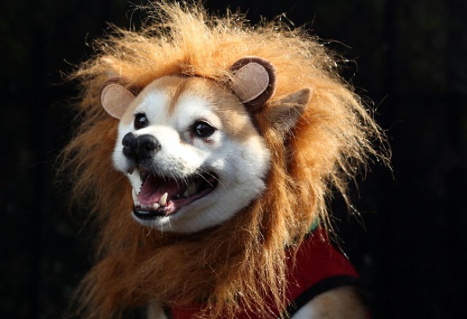 Varias mascotas se dieron cita al desfile “Tompkins Square Halloween Dog Parade” de Nueva York , una fiesta de Halloween para perros por todo lo alto.