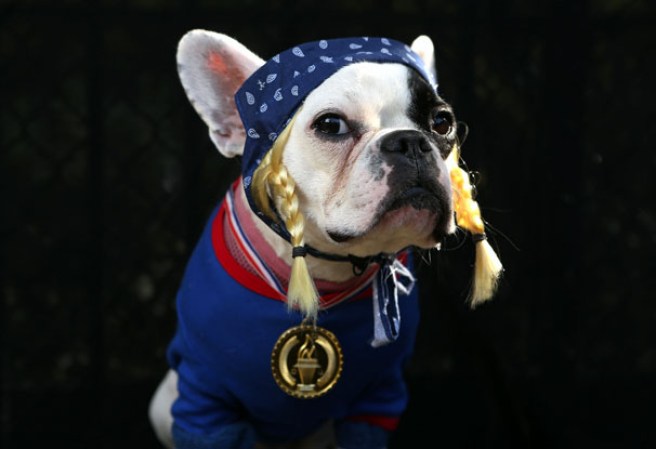 Varias mascotas se dieron cita al desfile “Tompkins Square Halloween Dog Parade” de Nueva York , una fiesta de Halloween para perros por todo lo alto.
