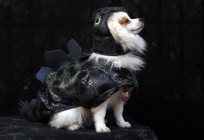 Varias mascotas se dieron cita al desfile “Tompkins Square Halloween Dog Parade” de Nueva York , una fiesta de Halloween para perros por todo lo alto.
