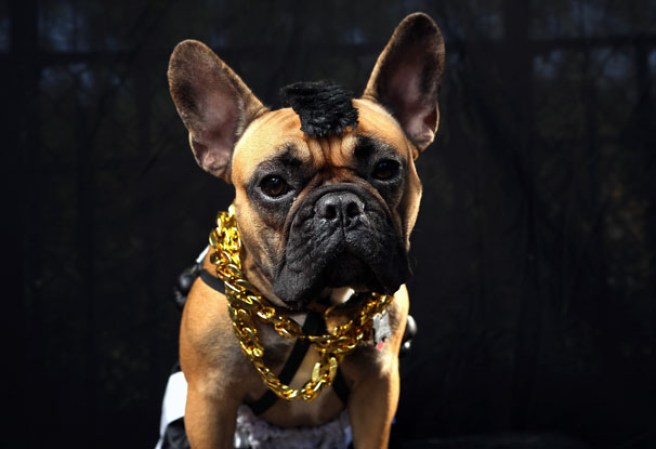Varias mascotas se dieron cita al desfile “Tompkins Square Halloween Dog Parade” de Nueva York , una fiesta de Halloween para perros por todo lo alto.