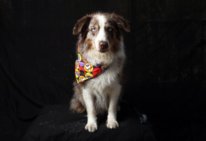 Varias mascotas se dieron cita al desfile “Tompkins Square Halloween Dog Parade” de Nueva York , una fiesta de Halloween para perros por todo lo alto.