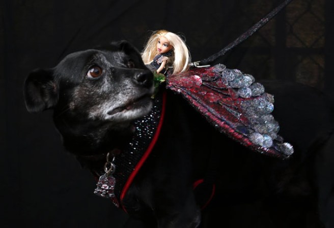 Varias mascotas se dieron cita al desfile “Tompkins Square Halloween Dog Parade” de Nueva York , una fiesta de Halloween para perros por todo lo alto.