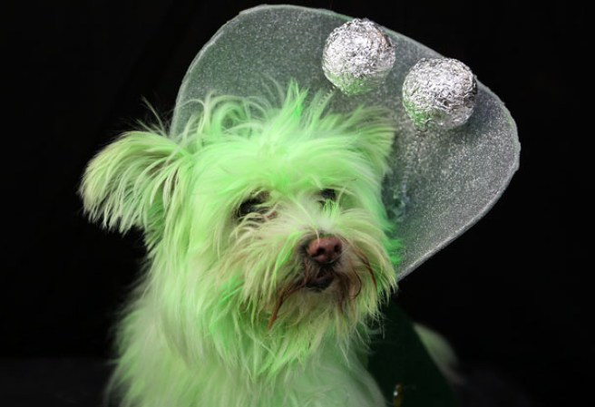 Varias mascotas se dieron cita al desfile “Tompkins Square Halloween Dog Parade” de Nueva York , una fiesta de Halloween para perros por todo lo alto.