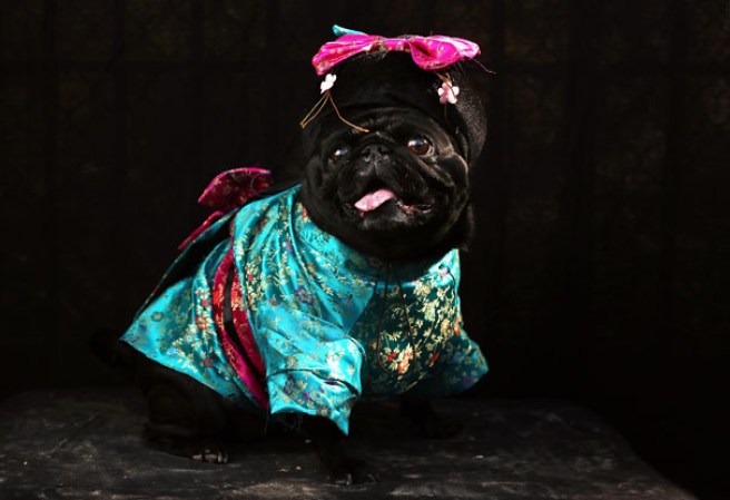 Varias mascotas se dieron cita al desfile “Tompkins Square Halloween Dog Parade” de Nueva York , una fiesta de Halloween para perros por todo lo alto.