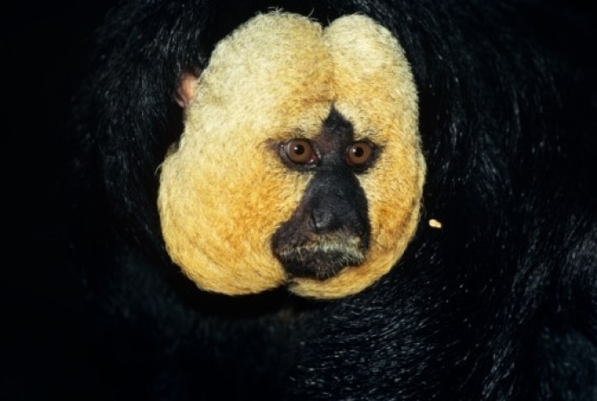 Saki de cabeza blanca, el cuerpo y la cabeza miden de 30 a 48 cm. La cola alcanza de 25 a 54 cm. El peso de los machos es de 1.5 a 1.9 kg. Las hembras pesan de 1.4 a 1.6 kg.<br /><br />habita en las selvas lluviosas, selvas húmedas, bosques de sabanas, bosques de galería, bosques en los pantanos y vegetación secundaria.
