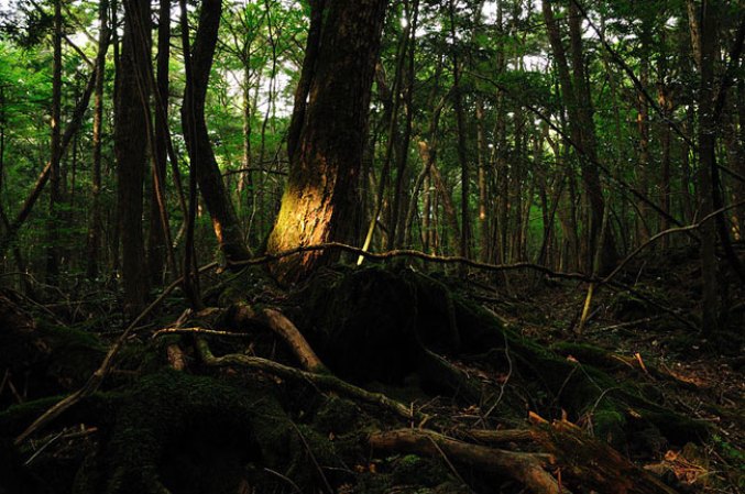 EL BOSQUE DE AOKIGAHARA, JAPON: Situado al oeste de Tokio y famoso por sus árboles, este bosque ha presenciado el suicidio de centenares de japoneses desde la década d 1950. En muchos casos los suicidas desaparecen entre el denso follaje de este lugar.
