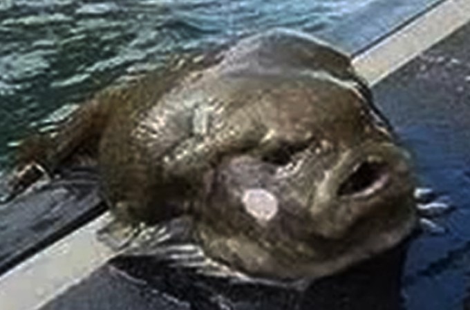 Esta es una especie de anfibio cuyo nombre científico es Psychrolutes Mochales.