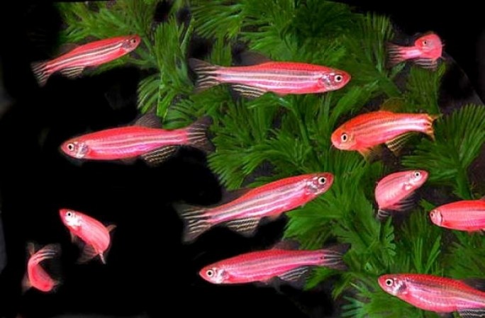 Pez fosforescente, estos peces han sido alterados genéticamente para brillar en la oscuridad. Les han puesto ADN de medusa. Se les conoce como Frankenfish.