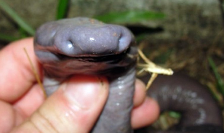 Una rara especie de anfibio fue descubierta recientemente en Brasil.