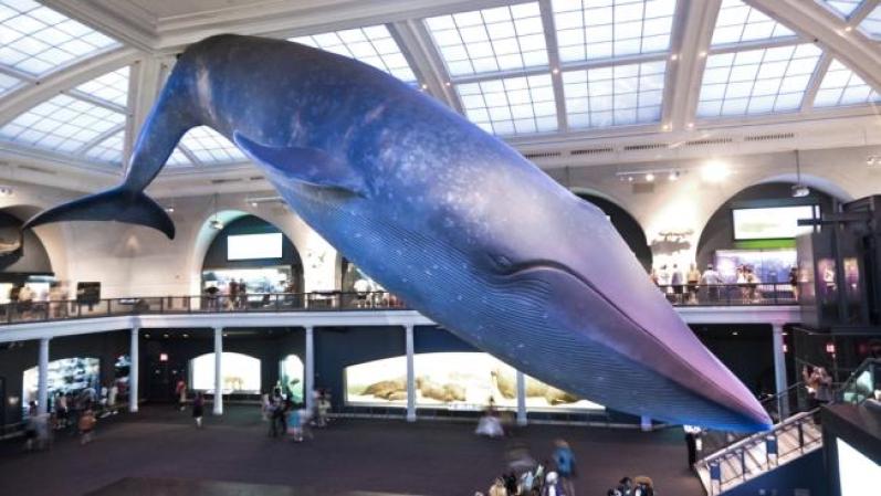 El American Museum of Natural History fue fundado por Roosevelt. Está ubicado en Nueva York y tiene una de las colecciones más grandes de zoología del mundo.
