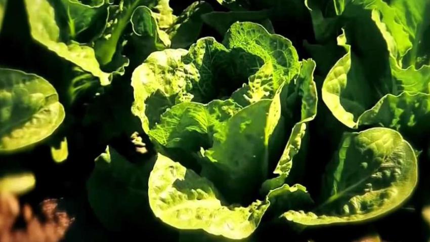 Enfermos_por_consumir_bacteria_E._Coli_en_ensaladas.jpg