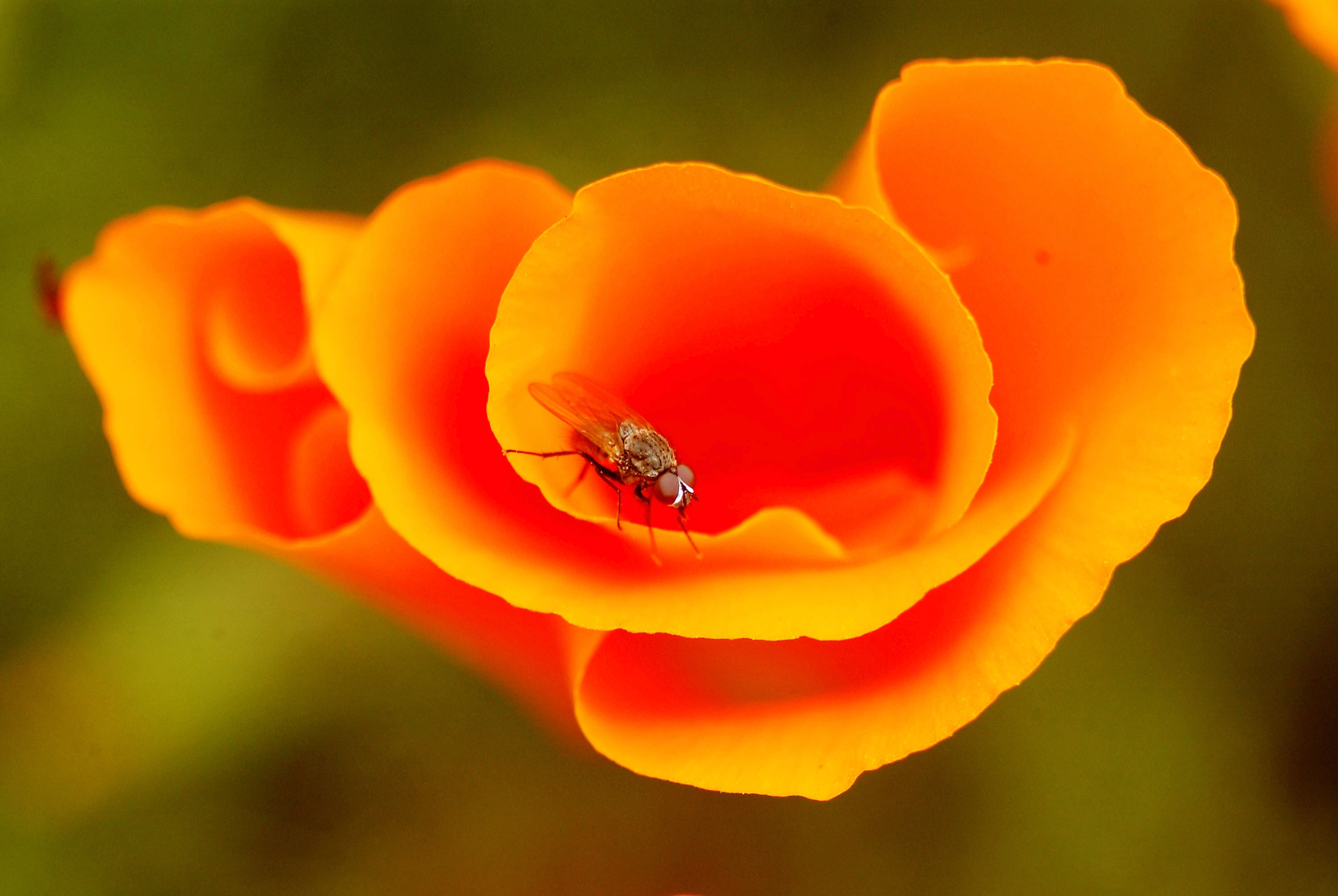 Flor estatal: <strong>Amapola</strong><br>La flor del estado de California es la inconfundiblemente vibrante amapola. Su célebre floración primaveral deslumbra, dejando las laderas bañadas en colores brillantes. La amapola crece en todo el estado y se convirtió en la flor estatal en 1903. Incluso tiene su propio día (6 de abril) y semana (13-18 de mayo) como lo proclamó el gobernador Pete Wilson en 1996.<br>