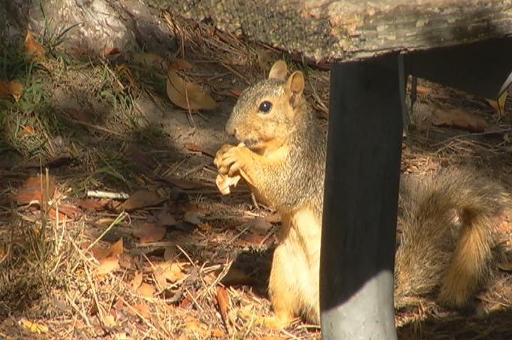 N11P PKG PLAGUE SQUIRREL - 00005724