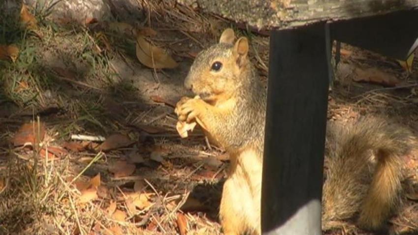 contagios plaga peste parque yosemite california