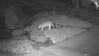 A coyote spotted in San Jose's Blossom Valley neighborhood.