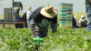 Condado Sonoma ofrecerá feria de recursos para trabajadores agrícolas