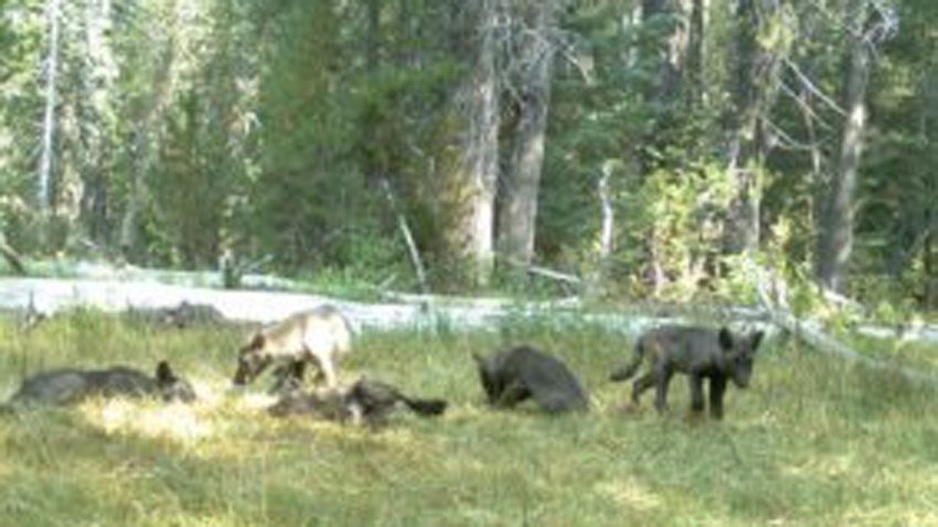 TLMD-manada-lobos-california-2