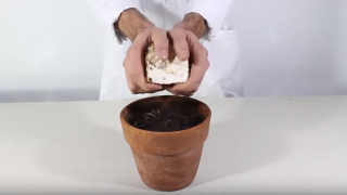 Biomaterial sustituto biodegradable de unicel para desarrollo de piezas de paquetería y embalaje, producido con residuos de agave tequilero y hongos.