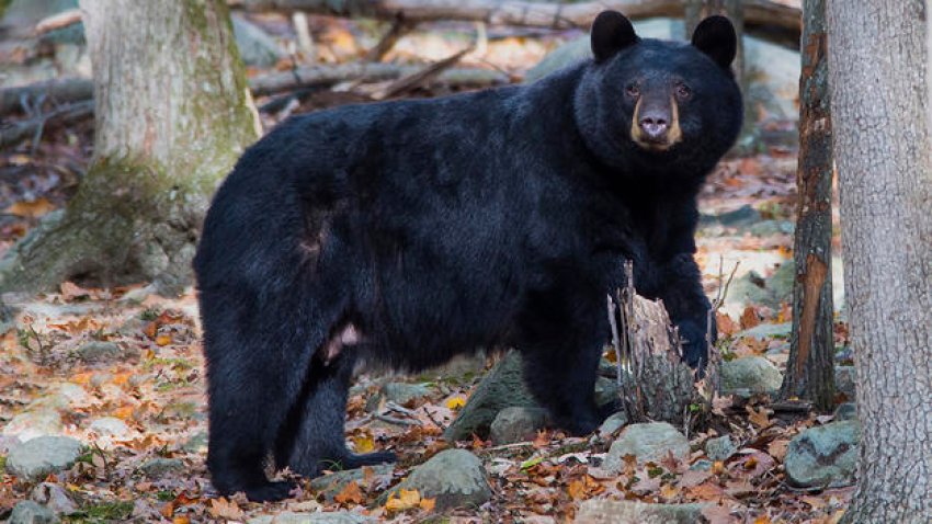aparece oso