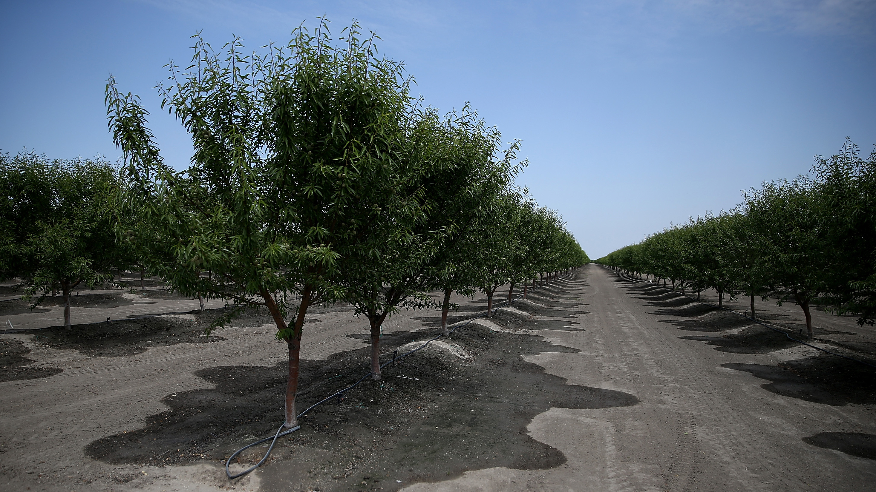 <strong>Nuez estatal</strong>: almendra, nuez, pistacho, pacana<br>El cultivo de nueces es tan importante para California que el estado decidió, en 2017, designar cuatro nueces estatales: la almendra, la nuez, el pistacho y la pacana (pecan). En esta foto, los almendros se ven en Firebaugh, California, el 23 de abril de 2015.<br>