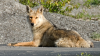 Alerta ante avistamientos  de coyotes en Redwood City