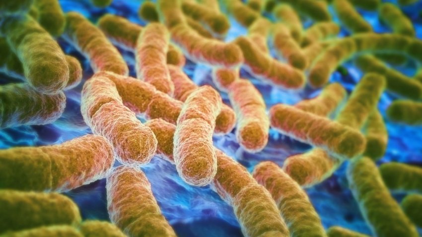 ¿Qué es la E. Coli?