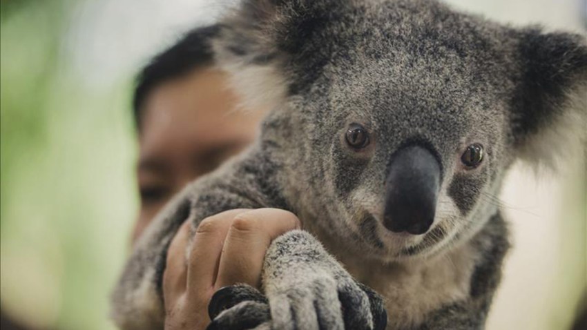 koala2