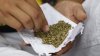 Histórico: proyecto de ley sacaría a la marihuana de lista de sustancias prohibidas