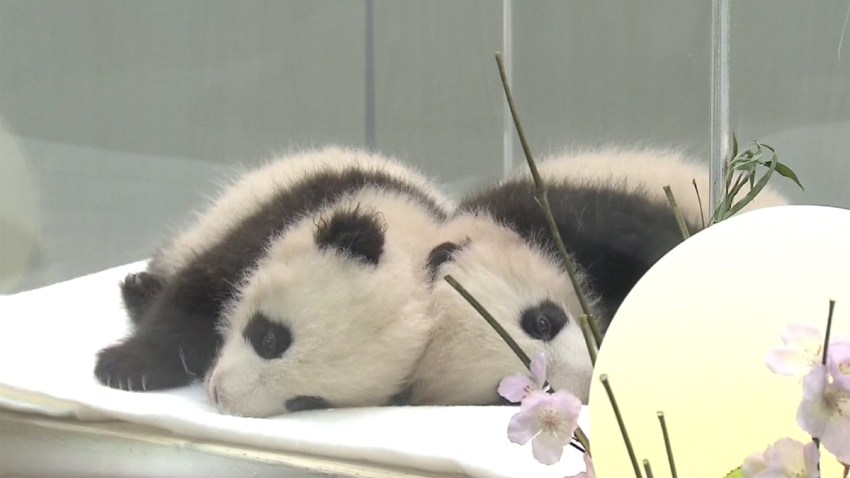 pandas-mellizas-japon