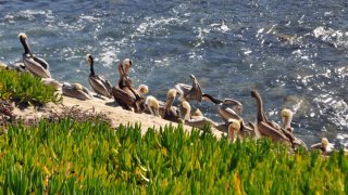 Pelicans Generic
