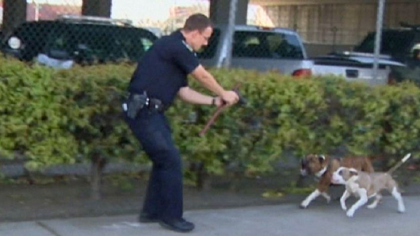 policia-dispara-pitbbull
