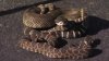 Alerta ante presencia de serpientes por altas temperaturas en parques del este de la Bahía