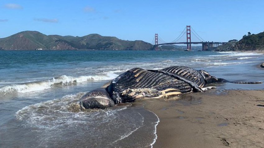 dead whale