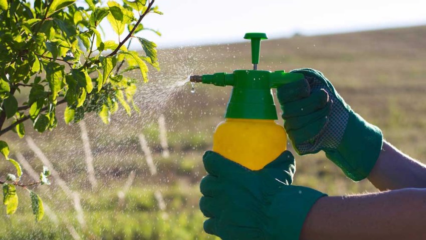 shutterstock-tlmd-pesticida
