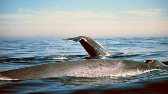 tlmd_ballena_mar