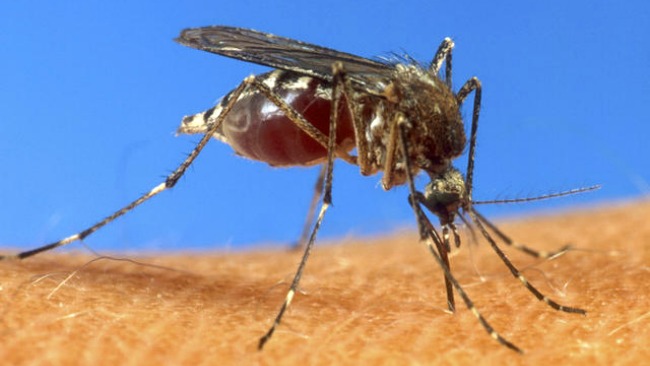 tlmd_mosquito_aedes_aegypti_virus_chikungunya