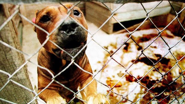 tlmd_pitbullperro1jpg_bim