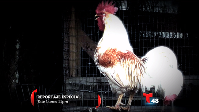 tlmd_que_pica_pollo