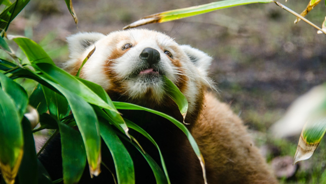 tlmd_tenzing_zoologico_san_francisco