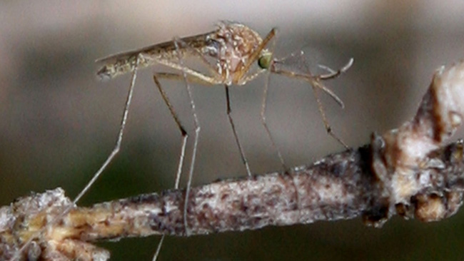 tlmd_virus_nilo_sur_california