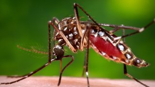 This 2006 photograph depicted a female, Aedes aegypti mosquito, from a left lateral perspective, while she was in the process of acquiring a blood meal from her human host. The feeding apparatus consisted of a sharp, orange-colored stylet. When not feeding, the stylet would be covered in a soft, pliant sheath, known as the labellum, which was shown here, retracted exposing the sharp stylet. The orange color of the stylet was due to the red color of the blood, as it migrated up the thin, sharp translucent tube. Note how her distended abdomen exhibited a red coloration, as it filled with the insect’s blood meal.