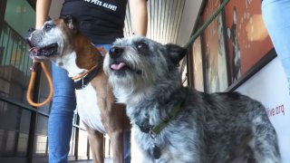 Bentley y Jase de San Antonio Pets Alive!