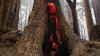 Increíble: árboles de 2,000 años sobreviven infierno que destruyó parque en California