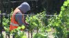 Aumentarán el salario mínimo a trabajadores del campo del condado San Mateo
