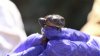 Al rescate de ranas en peligro de extinción: Chile logra reproducir 200 crías
