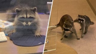 Two raccoons inside a bank in Redwood City.